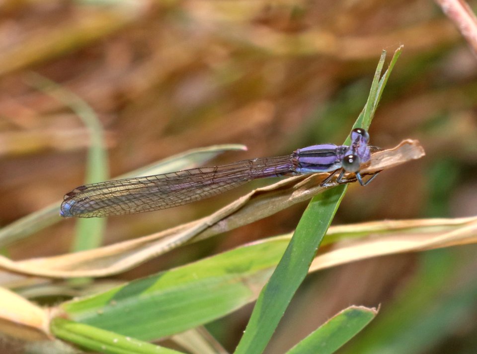 DANCER, LAVENDER (Argia hinei) (9-22-2020) bear canyon, west side huachuca mts, cochise co, az -01 male