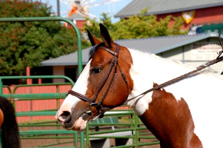 Paint Horse