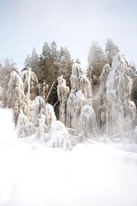 Trees downwind of Steamboat Geyser covered in ice (portrait) photo