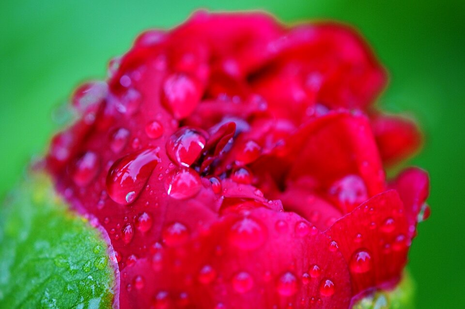 Raindrop nature macro