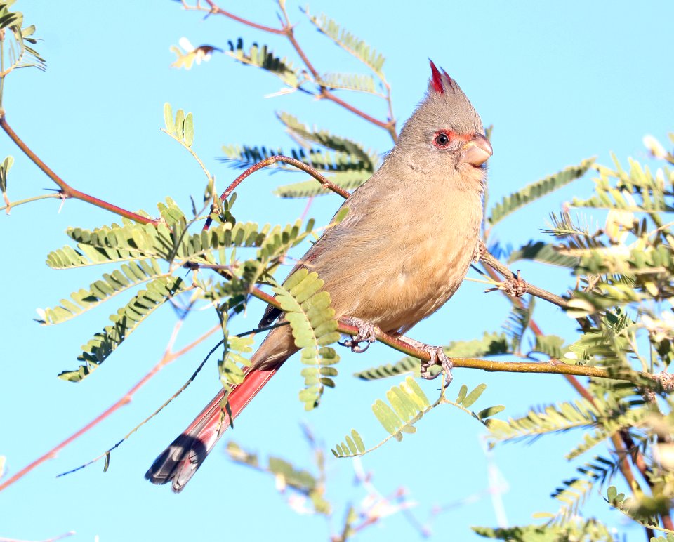 917 - PYRRHULOXIA (12-13-2017) patagonia lake, santa cruz co, az -01