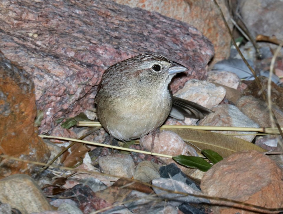 867 - BOTTERI'S SPARROW (12-18-2015) 78 circulo montana, patagonia lake ranch estates, scc, az -03