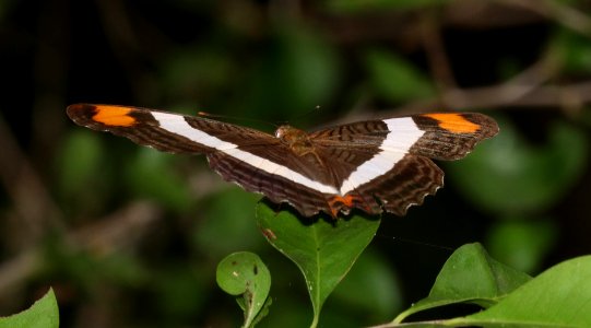 SISTER, BAND-CELLED (Adelpha fessonia) (10-27-2020) resaca de la palma, cameron co, tx -01