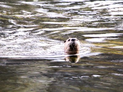 Otter at Otter Creek Picnic area photo