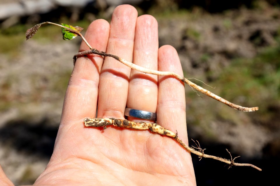 Close up view of pond weed roots at a bear dig site