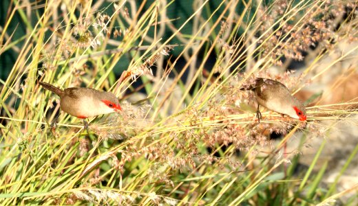 COMMON WAXBILL (8-27-2017) keehi beach park, honolulu, oahu, hawaii -03