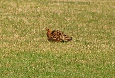 CHESTNUT-BELLIED SANDGROUSE (9-1-2017) waikoloa village athletic complex, between waimea and kona coast, hawai'i co, hawaii -05