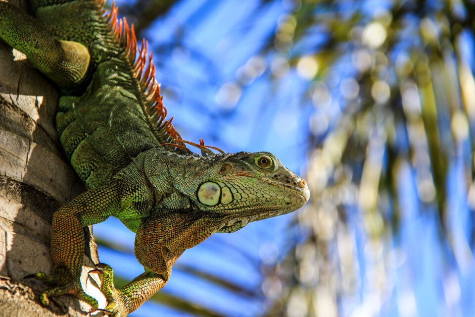 Fauna vivid amphibious