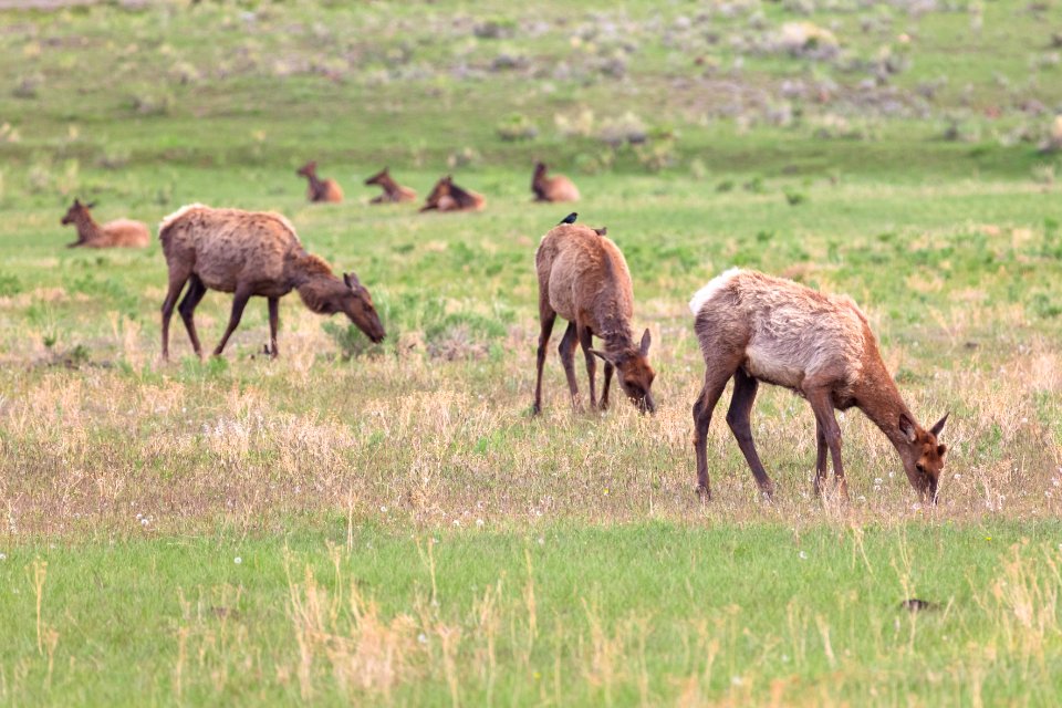 Elk grazing near the North Entrance (2)