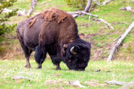 A bull bison grazes near Clearwater Springs