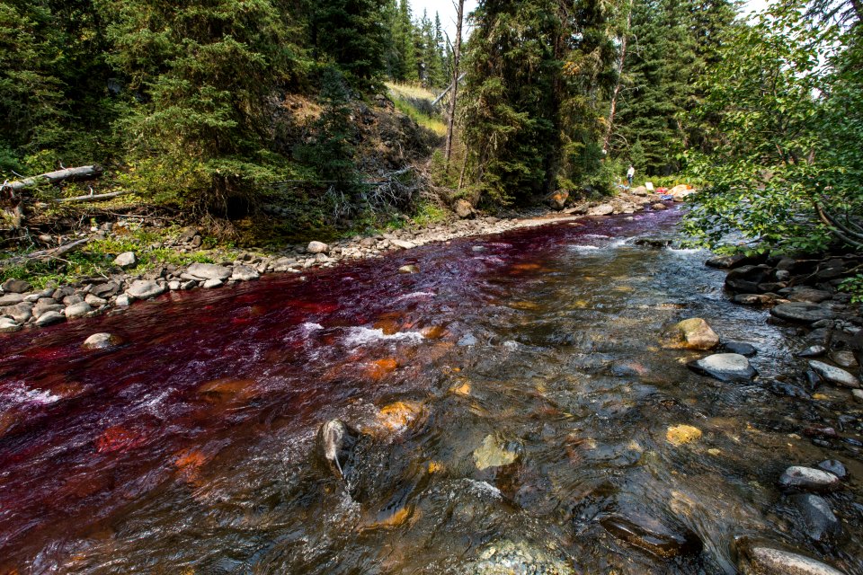 Potassium permanganate colors the water below the station neutralizing rotenone treatment in Soda Butte Creek