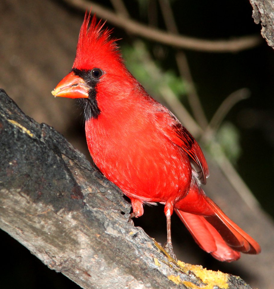 916 - NORTHERN CARDINAL (3-10-12) salineno, tx  (3)