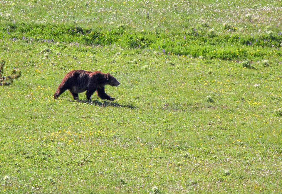 Grizzly near Mountain Creek in Thorofare