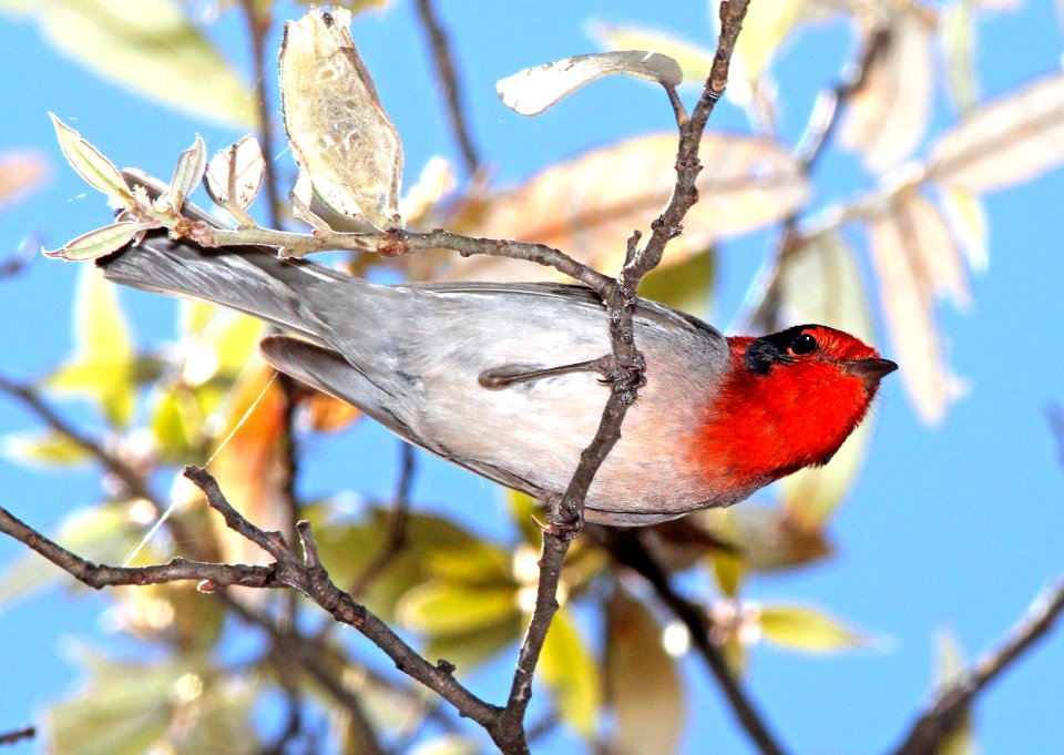 849 - RED-FACED WARBLER (5-11-13) temporal gulch, santa rita mts, scc, az -03