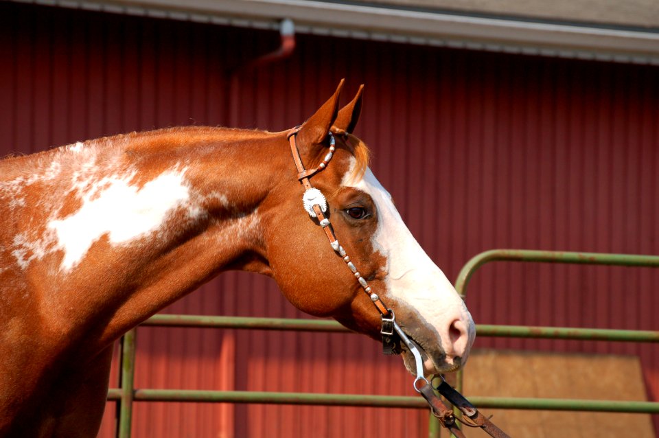 Chestnut Paint Horse