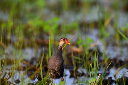 Moorhen
