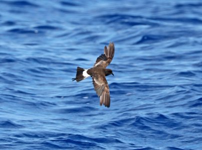 141 - WILSON'S STORM-PETREL (5-31-2017) off hatteras, dare co, nc (10)