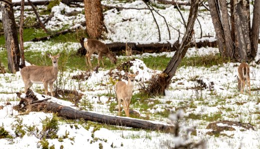 White-tailed deer photo