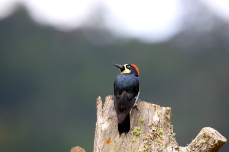 Acorn Woodpecker photo