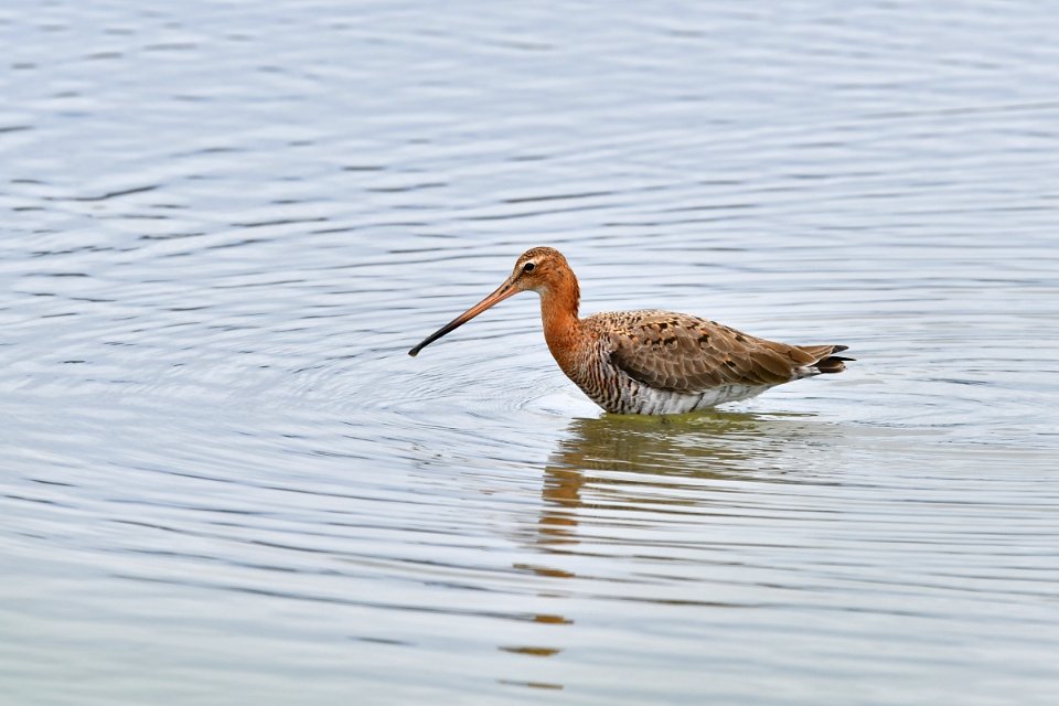 Black-tailed Godwit