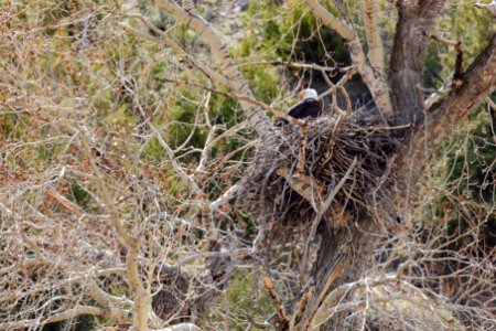 Bald eagle sitting in a nest photo