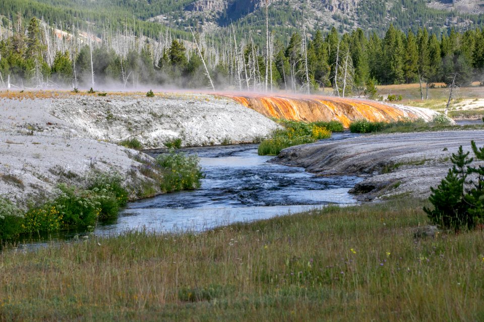 Morning sun brightens thermophiles along the Firehole River