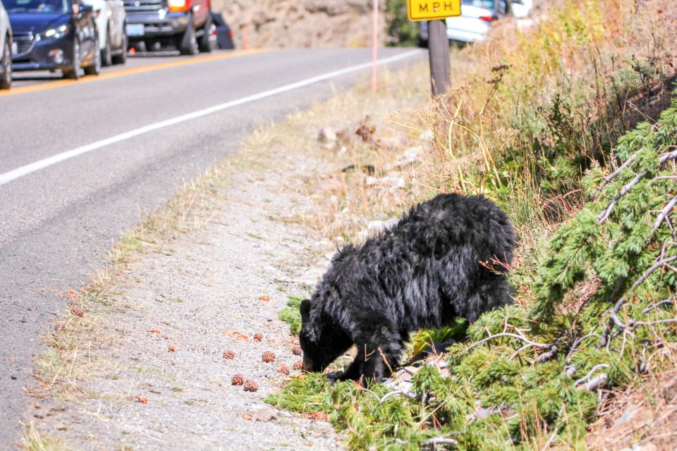 Black bear on Dunraven Pass