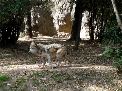 035 (Chapultepec Zoo)
