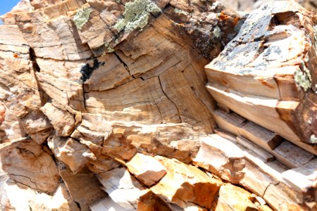 Detailed view of a petrified wood log