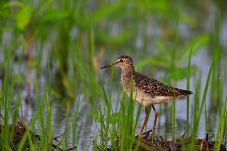 Wood Sandpiper