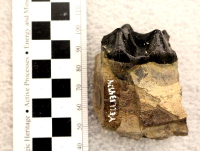 YELL 134174(1) Second molar of a brontothere