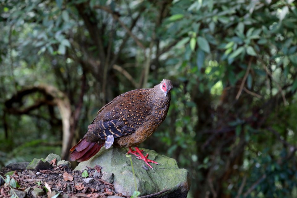 Swinhoe's Pheasant