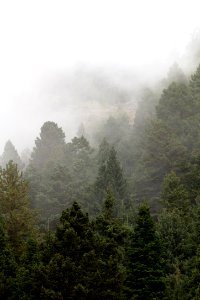 Fog rolls through the trees on the Petrified Forest Interpretive Trail (portrait) photo