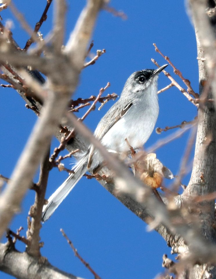 704 - BLACK-CAPPED GNATCATCHER (3-17-2017) below dam, patagonia lake, santa cruz co, az -01