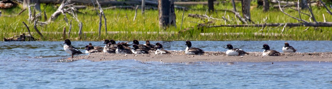 Barrow's Goldeneye in Wolf Bay photo