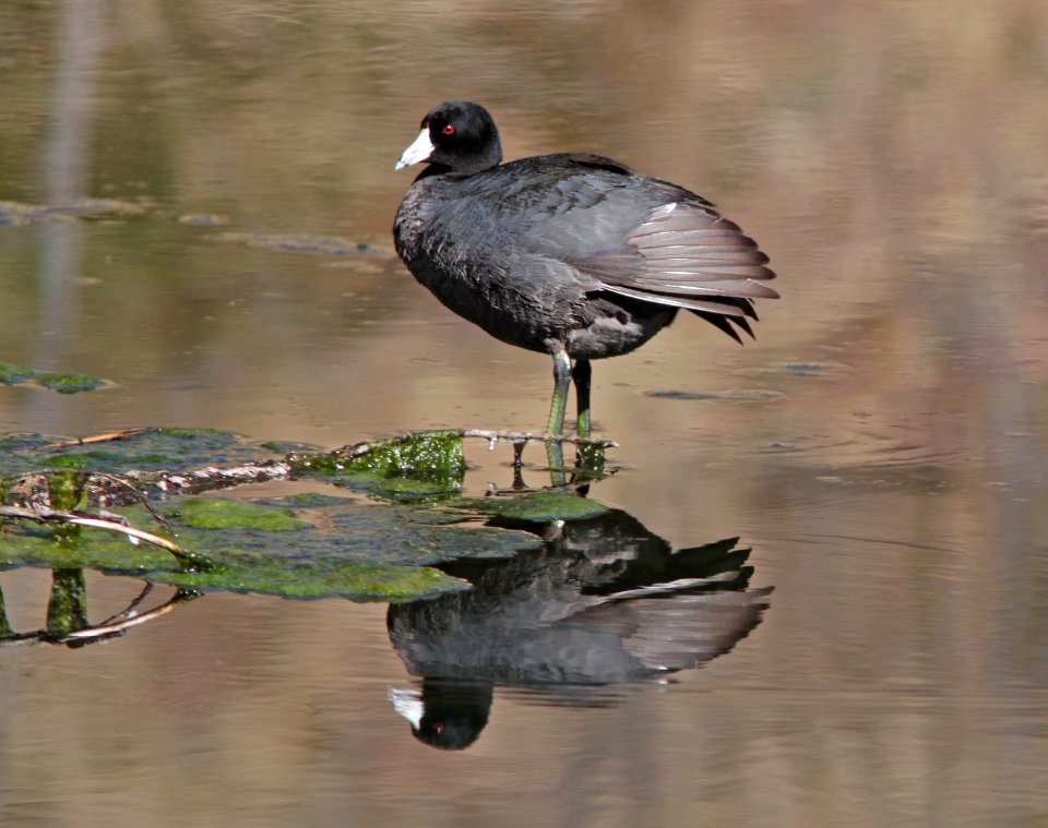 COOT, AMERICAN (315-11) pena blanca lake, scc, az -01