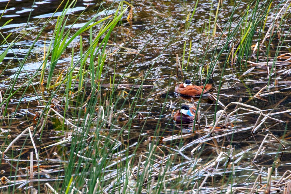 Ruddy ducks (Oxyura jamaicensis) on Floating Island Lake