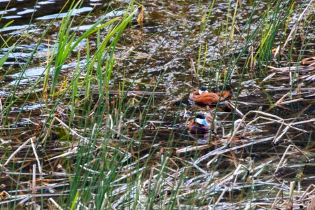 Ruddy ducks (Oxyura jamaicensis) on Floating Island Lake