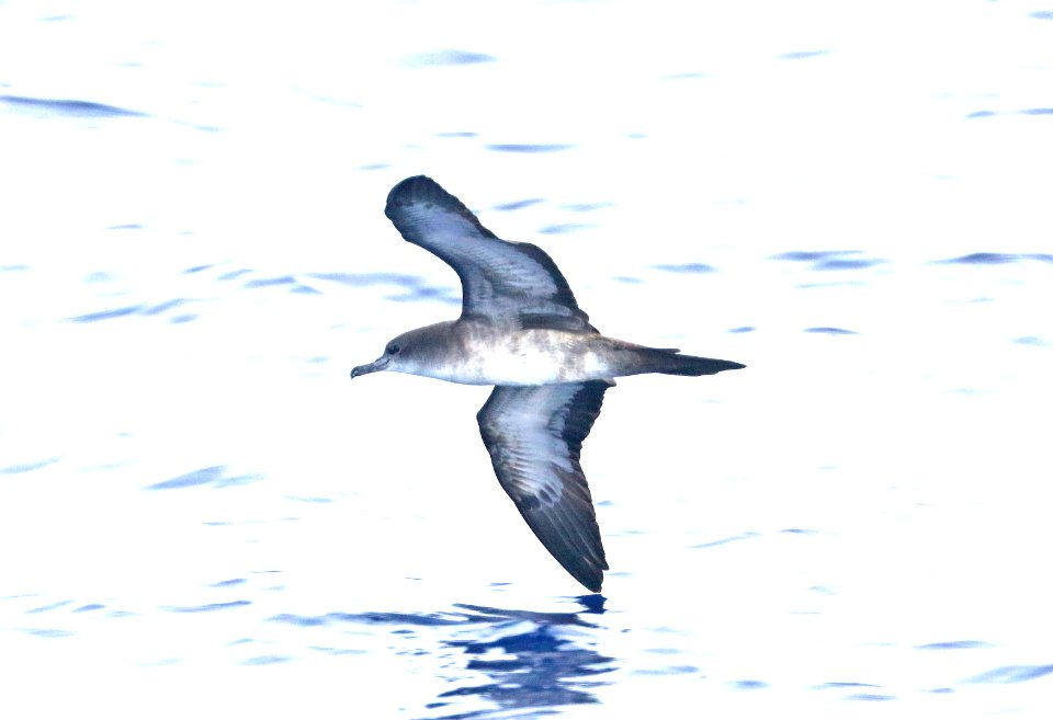 WEDGE-TAILED SHEARWATER (4-27-2018) holo-holo boat, coast and lehua island, out of port allen, kauai co, hawaii -01