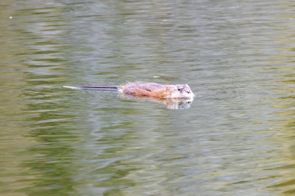 Muskrat floating on a pond