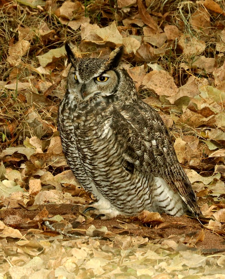 455 - GREAT HORNED OWL (11-24-2018) hereford bridge, san pedro river, cochise co, az -02