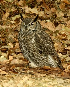 455 - GREAT HORNED OWL (11-24-2018) hereford bridge, san pedro river, cochise co, az -02