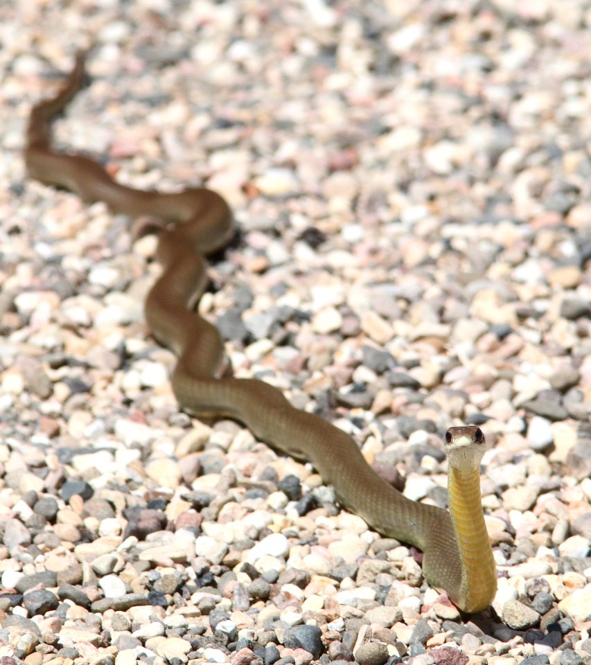RACER (coluber constrictor) (7-9-09) canet rd, morro bay, slo co, ca -03