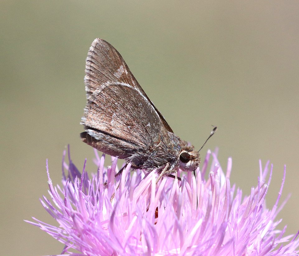 SKIPPER, VIERECK'S (Atrytonopsis vierecki) (5-22-2020) 6082 ft, mile marker 123.3, rte 60, approx 11 air miles west of socorro, socorro co, nm (5)