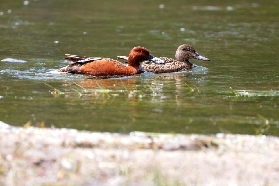 Cinnamon teal pair (Anas cyanoptera) on Yellowstone River