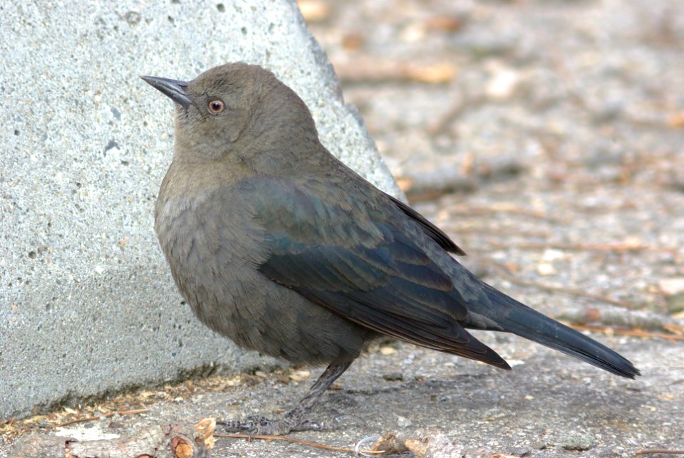 BLACKBIRD, BREWER'S (12-14-08) -1