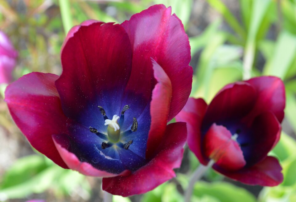 Red flowers tulips