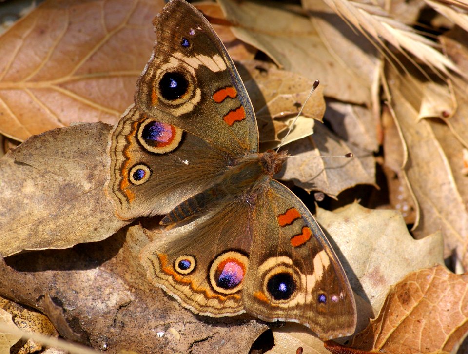 BUCKEYE, COMMON (junonia coenia) (7-16-08) near morro bay, san luis obispo, ca -1