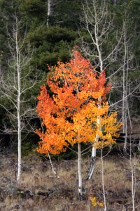 BOULDER MT, GARFIELD COUNTY, UT - 2016-09-30 fall color (12)