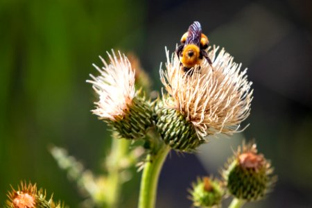 Bumblebee collecting pollen photo